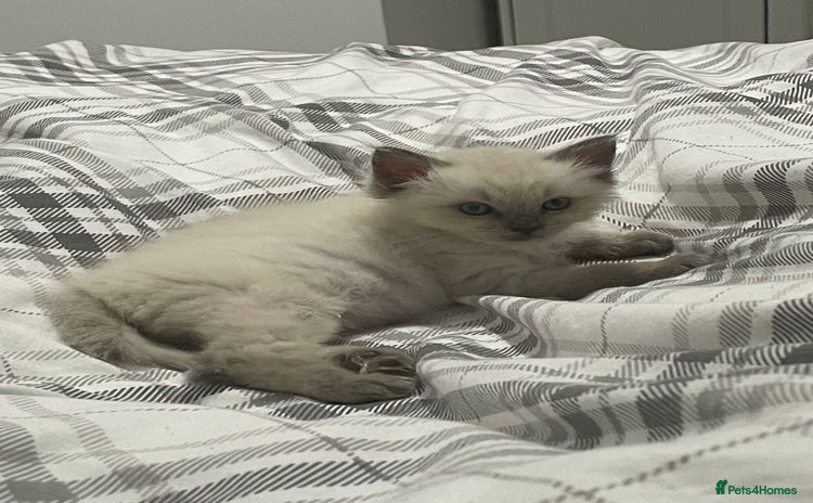 Ragdoll cats - Advert 8