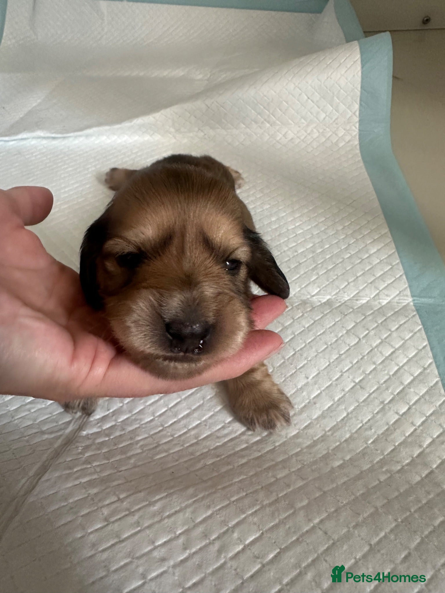 Miniature Dachshund dogs IVDD screened, Kc Reg & Health Tested Parents  - Advert 13