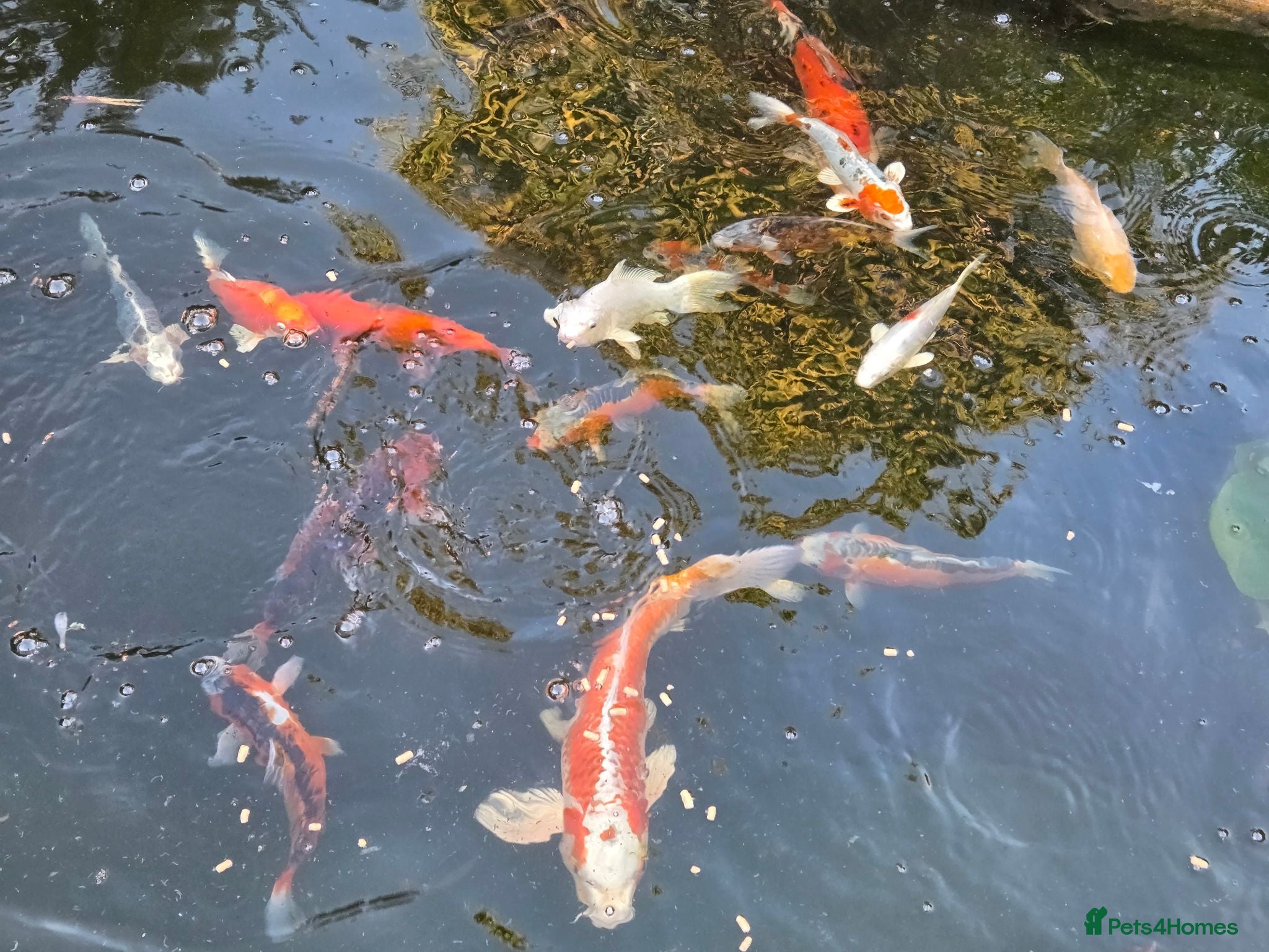 Koi Carp fish Koi carp  - Advert 1