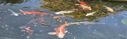 Koi Carp fish for sale: Koi carp  - Advert 1