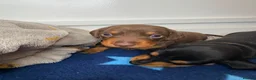Miniature Dachshund dogs for sale: 3 beautiful girls  - Advert 4