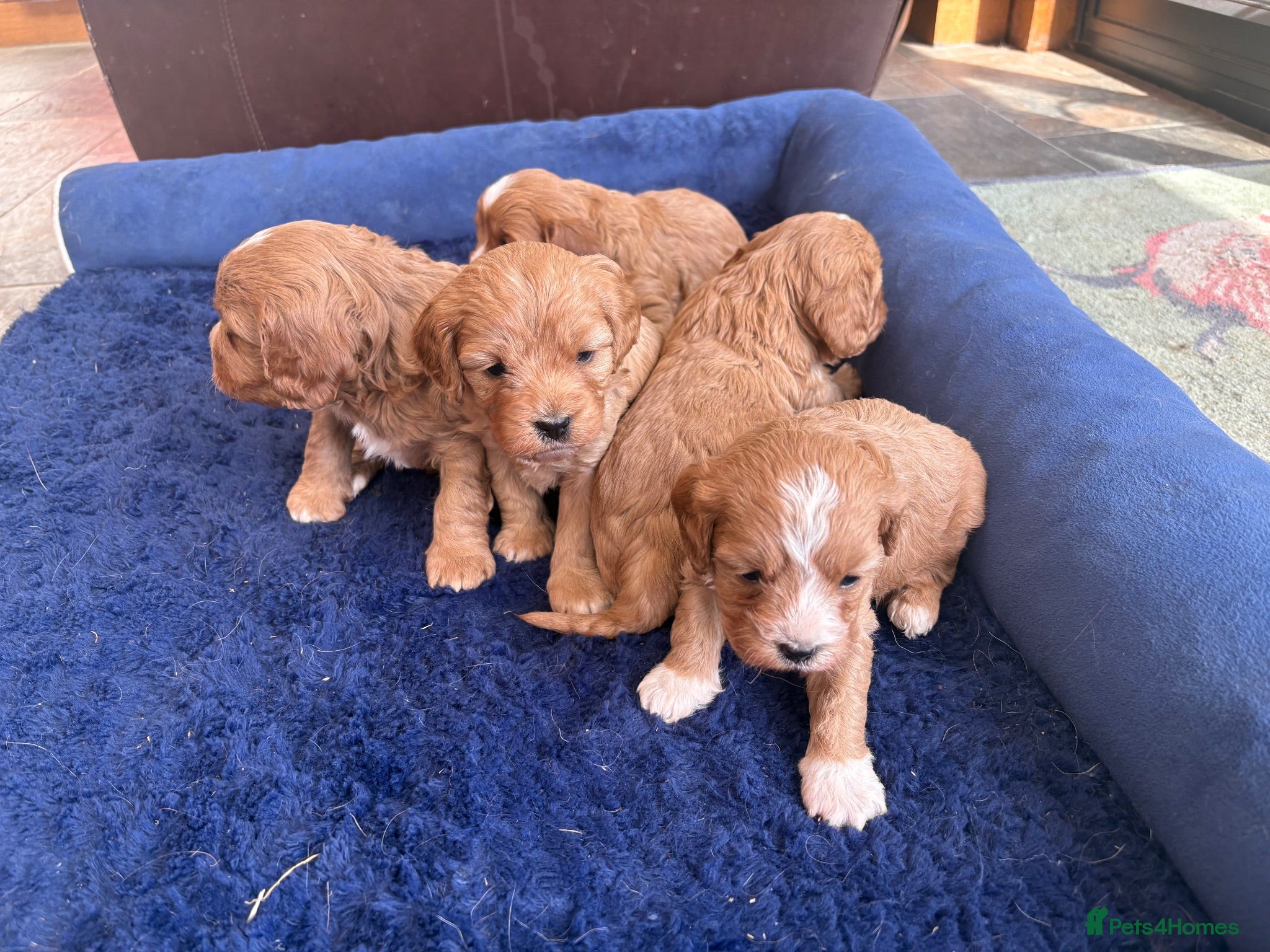 Cavapoo dogs Beautiful Cavapoo puppies. - Advert 1
