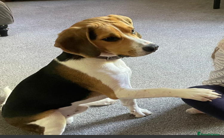 Beagle dogs - Advert 1