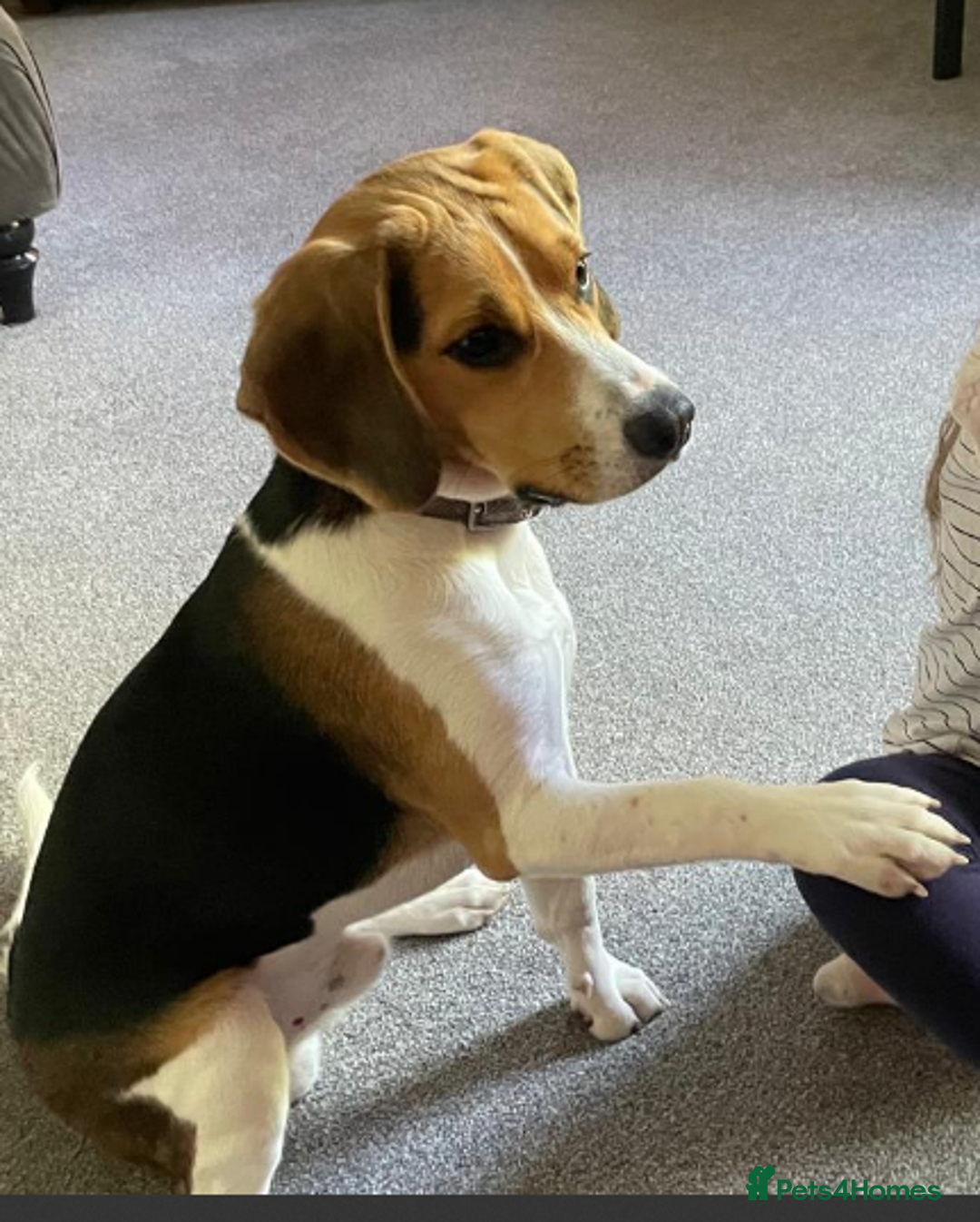 Beagle dogs for stud: Beagle **Stud only** - Image 1