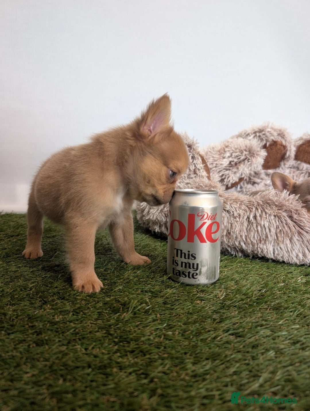 French Bulldog dogs for sale: Fluffy French Bulldogs/DNA Tested Parents  - Image 23