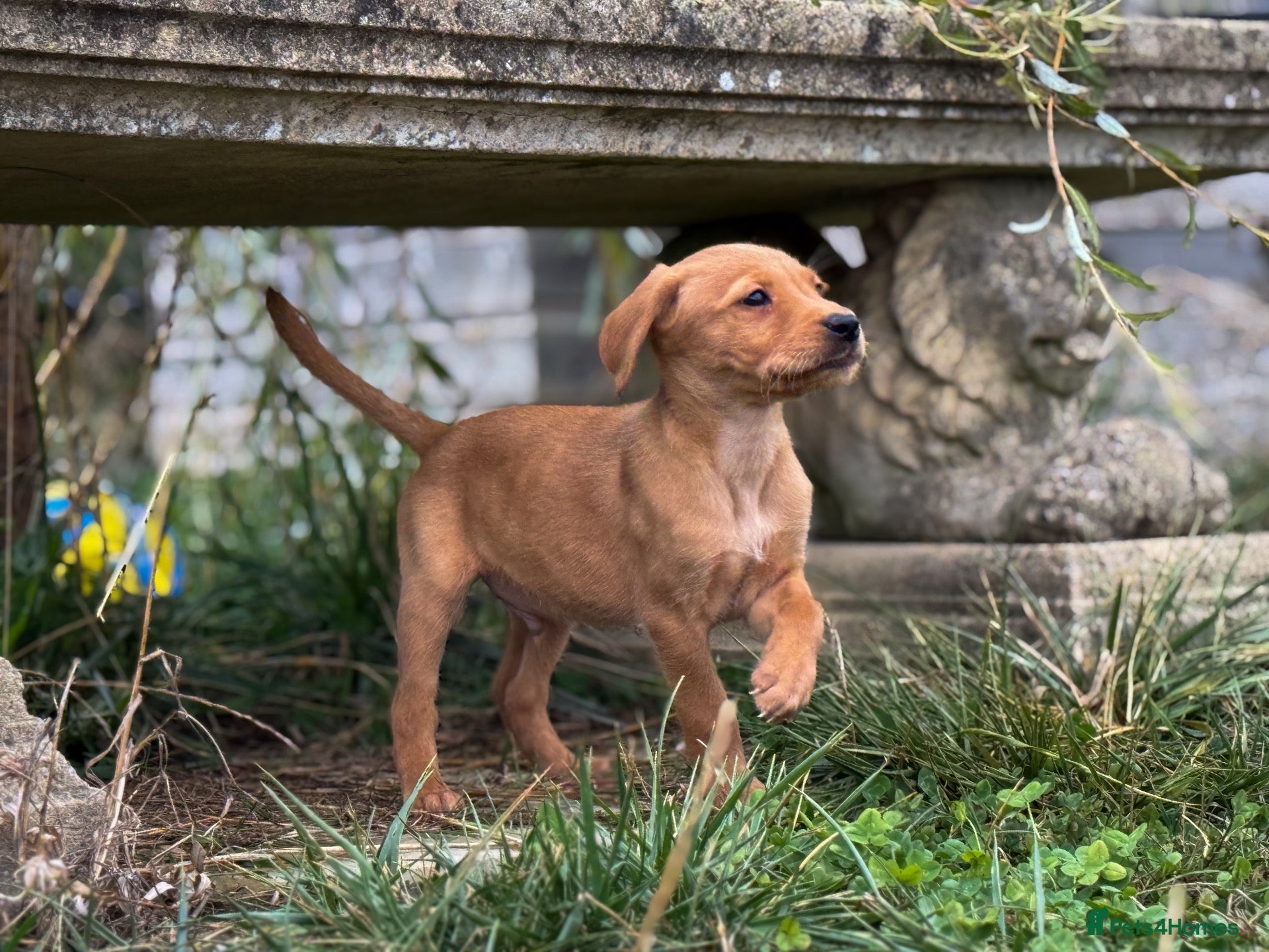 Goldador dogs Beautiful Red Goldador KC Reg Parents - Advert 2