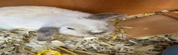 Mini Lop rabbits for sale: Gorgeous Mini Lop Girl  in Trowbridge - Advert 2