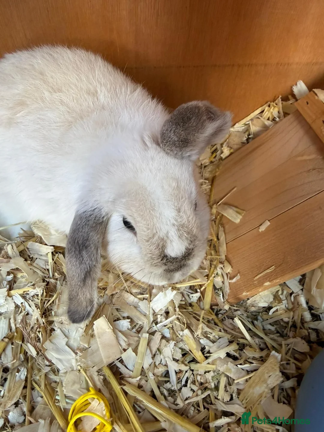 Mini Lop rabbits for sale: Gorgeous Mini Lop Girl  in Trowbridge - Advert 2