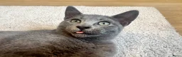 Russian Blue cats for sale: Russian Blue & British Short hair mixed cats in New Malden - Advert 6