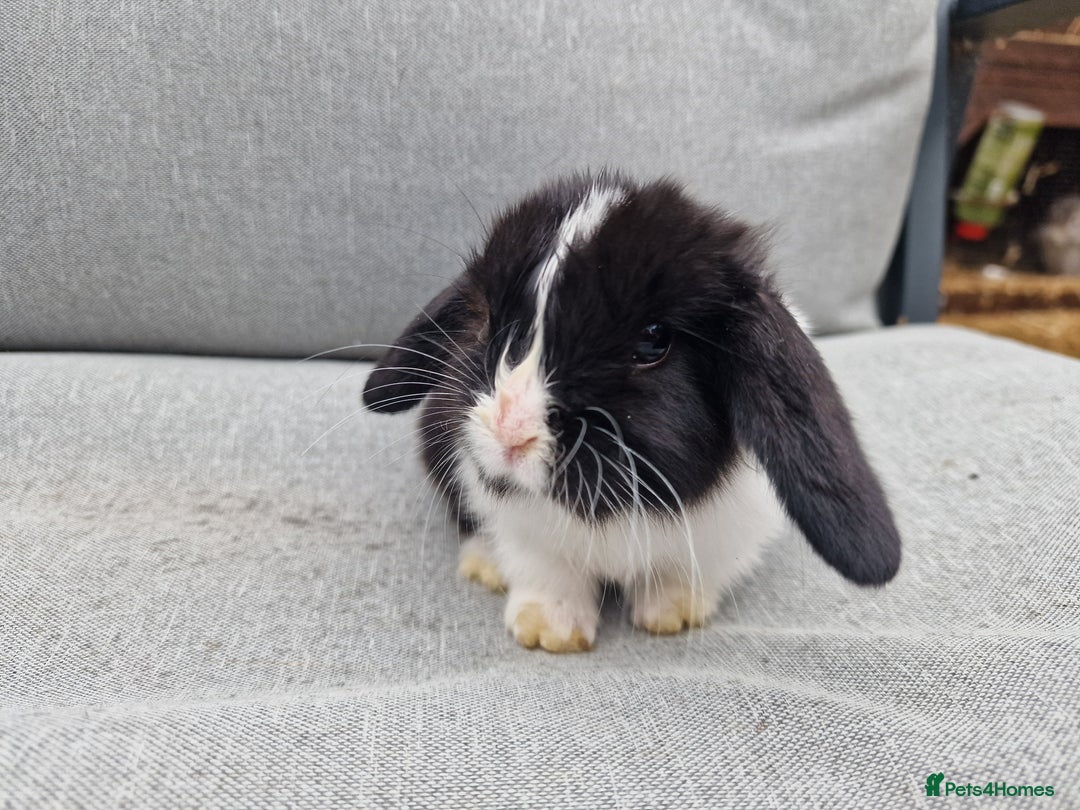 Mini Lop rabbits for sale: Mini lop babies  - Image 13