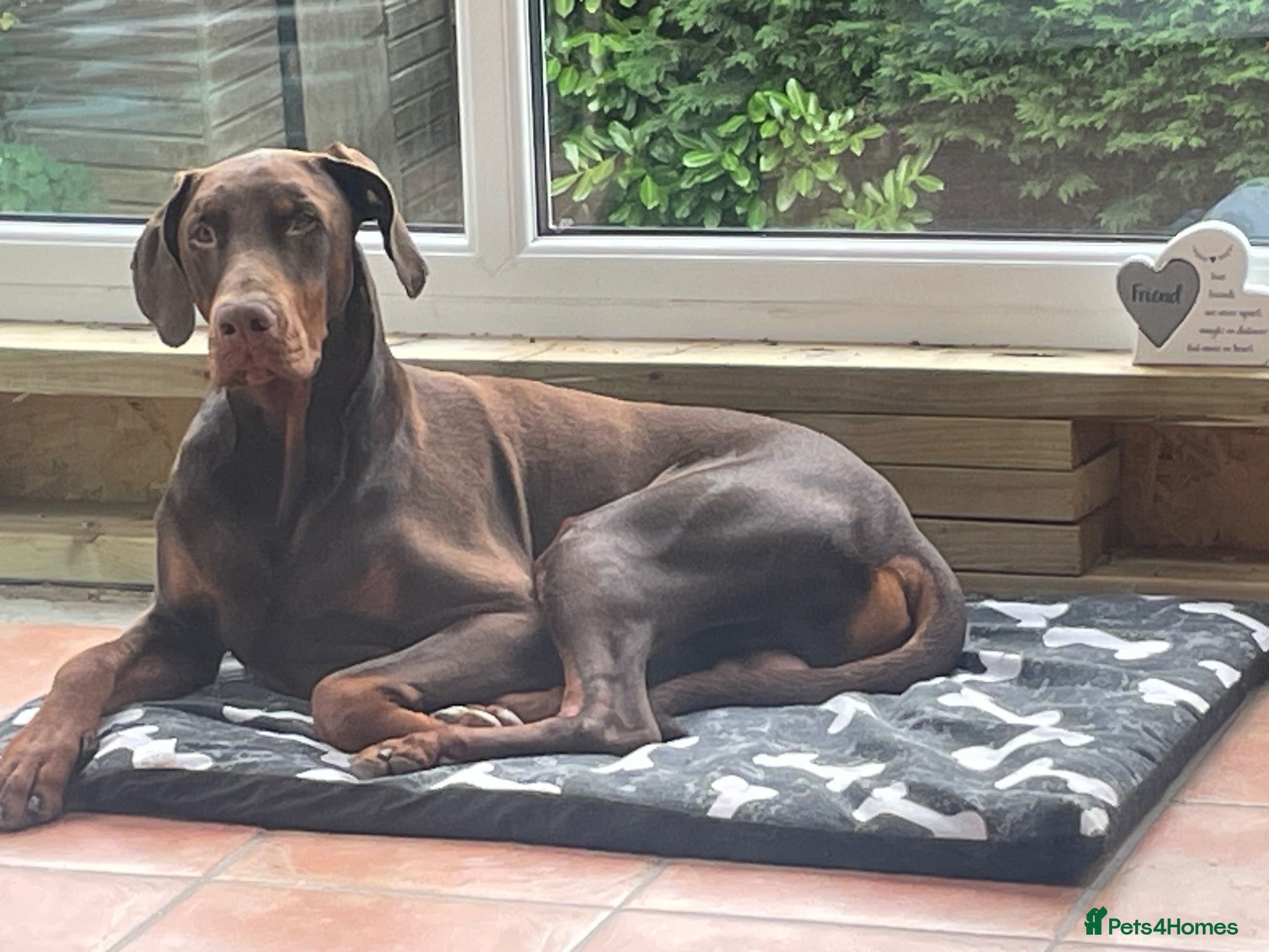 Mixed Breed dogs Hunter - beautiful Doberman  - Advert 11