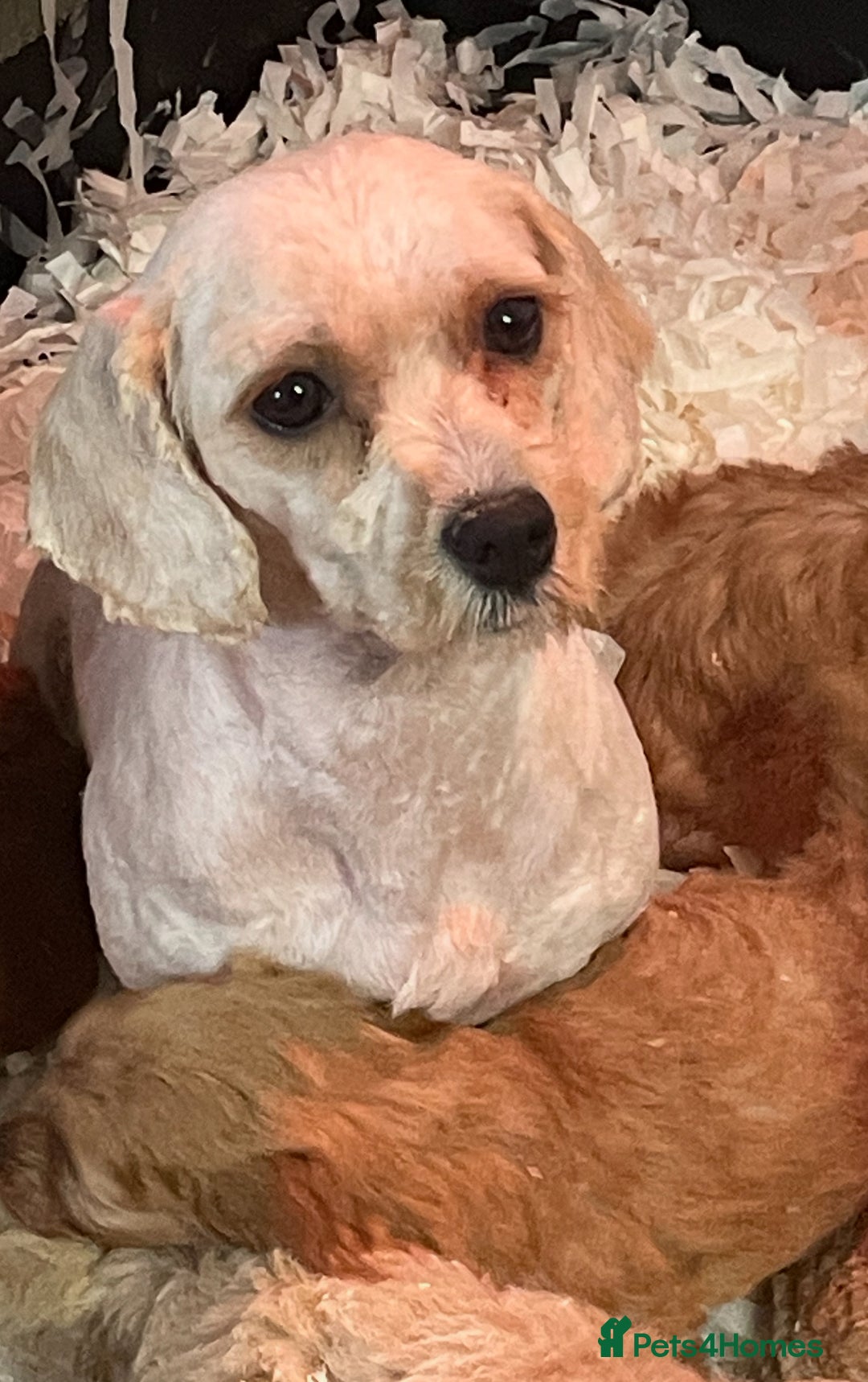 Cavachon dogs for sale: Boys and a girl available  - Image 9