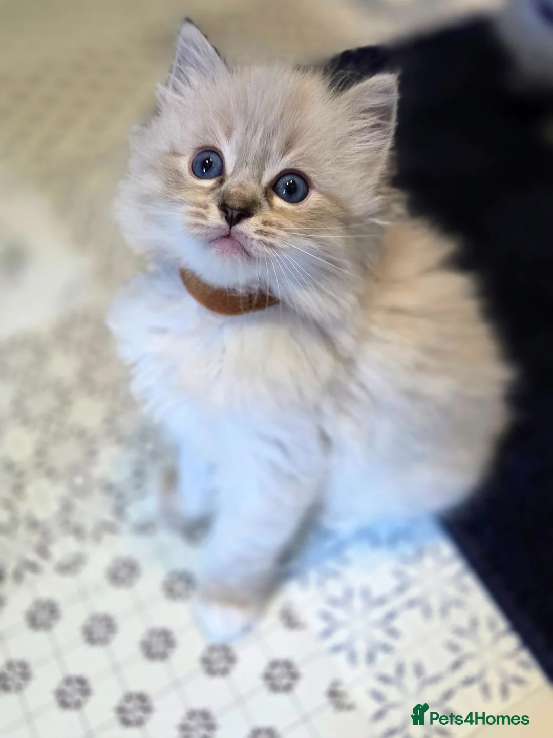 Ragdoll cats for sale: Ragdoll Kittens  in Newport - Advert 2