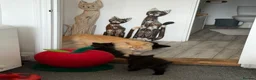 Mixed Breed cats for sale: Kittens for good homes - Advert 20