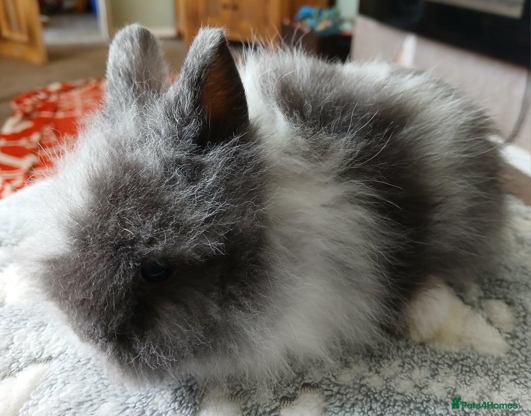 Lionhead rabbits for sale: Stunning DM Lionhead baby rabbits  - Image 11