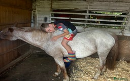 Welsh Section A horses for sale: Campion/ first lead rein section A - Image 3