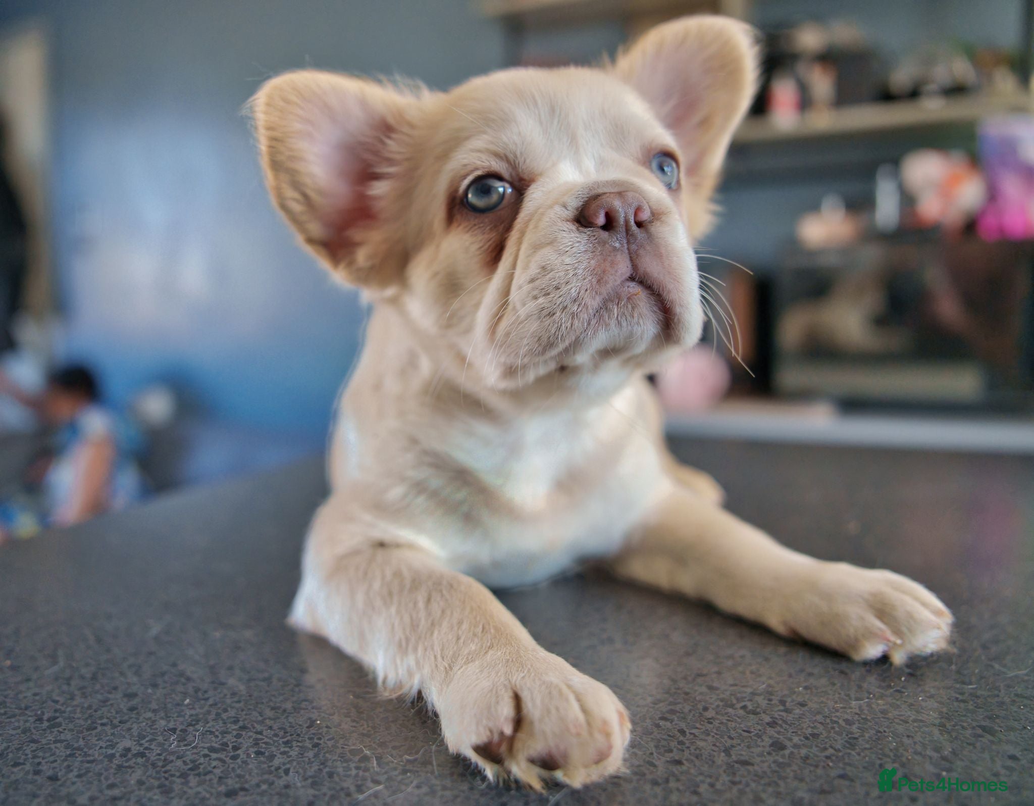 French Bulldog dogs FRENCH BULLDOGS•KC REGISTERED•DNA CLEAR•HOME-BRED - Advert 1