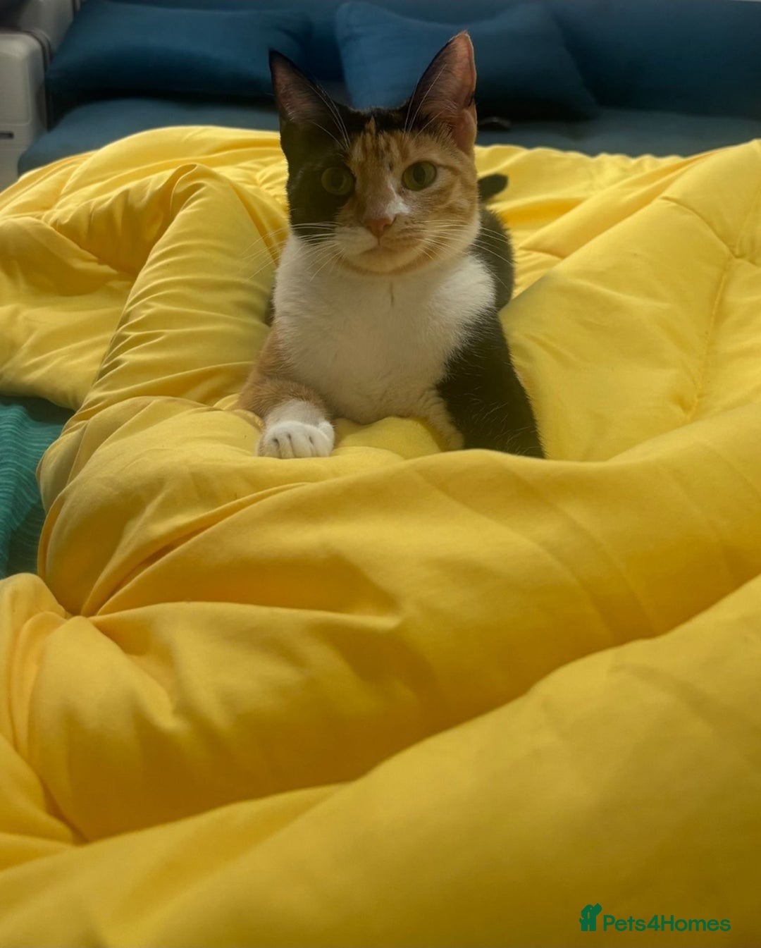 Mixed Breed cats for adoption: [Indoors Only] Mishu - Charming loving girl - Image 5