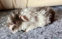 Guinea Pig rodents for sale: Lunkarya Guinea Pig Babies - Image 4