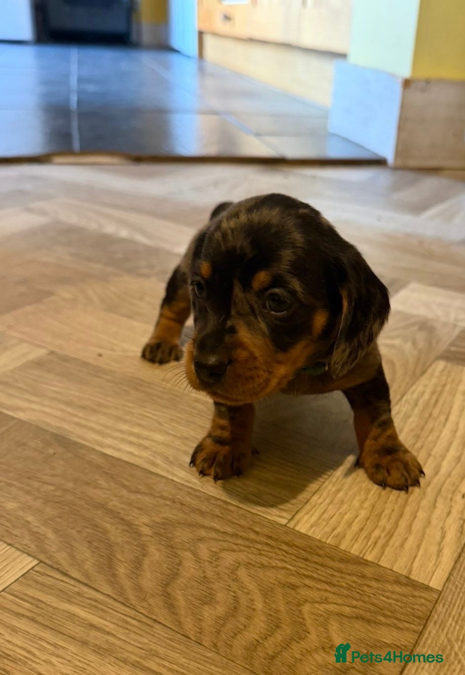 Dachshund Puppy 2