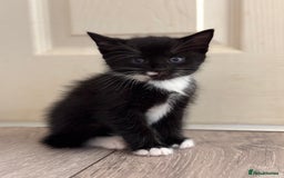 Mixed Breed cats for sale: Mixed breed kittens looking for good forever homes - Image 3
