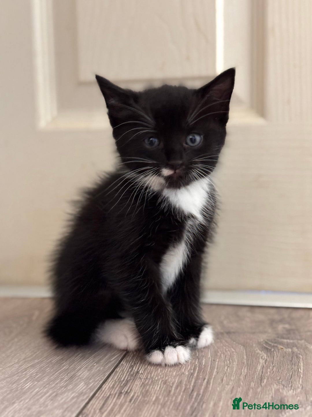 Mixed Breed cats for sale: Mixed breed kittens looking for good forever homes - Image 3