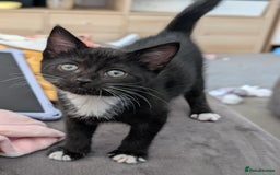 Domestic Shorthair cats for sale: Gorgeous black girl kitten - Image 4