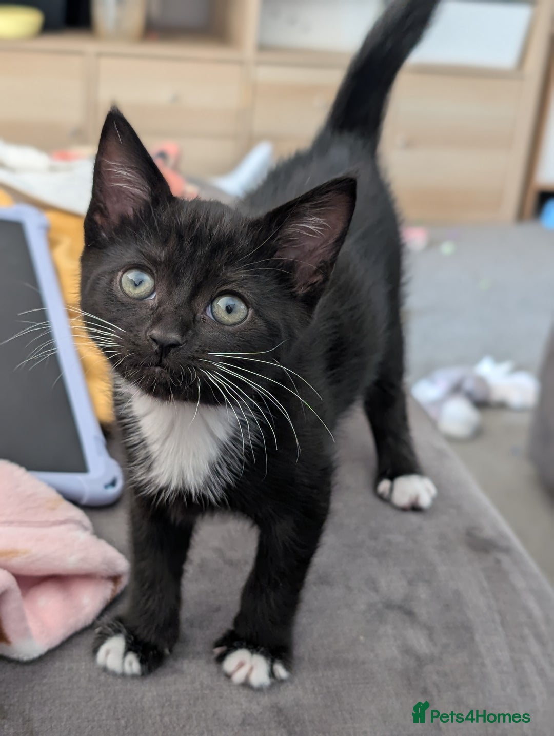 Domestic Shorthair cats for sale: Gorgeous black girl kitten - Image 4