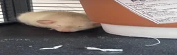Rat rodents for sale: Two Friendly Male Rats Looking for a Loving Home  in Queenborough - Advert 9