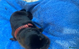 Rottweiler dogs for sale: Hulk and Ruby Rottweiler puppies  - Image 24