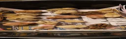 Quail poultry for sale: Coturnix quail chics - Advert 22