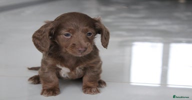 Miniature Dachshund dogs - Advert 8