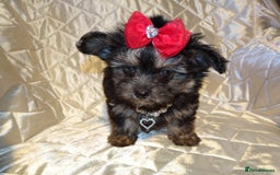 Maltese dogs for sale: XXXXS Tiny Maltese X Chihuahua F1 Malchi Boy Puppy - Image 4