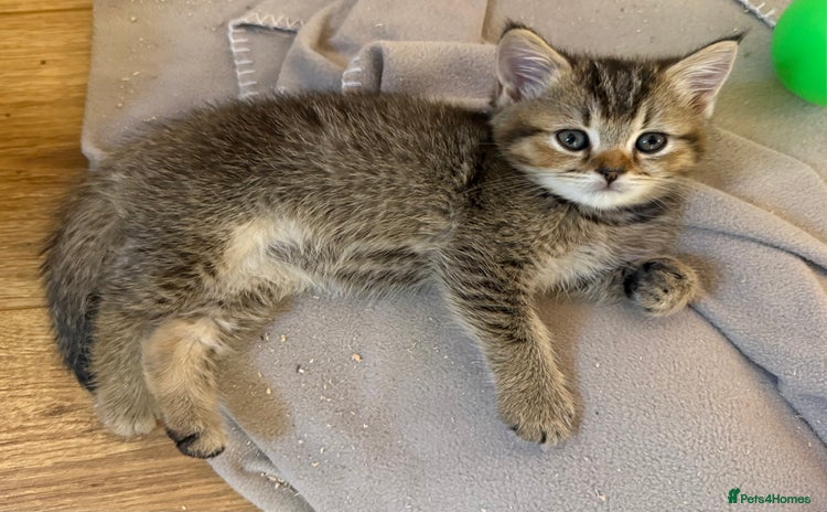 British Shorthair cats - Advert 15