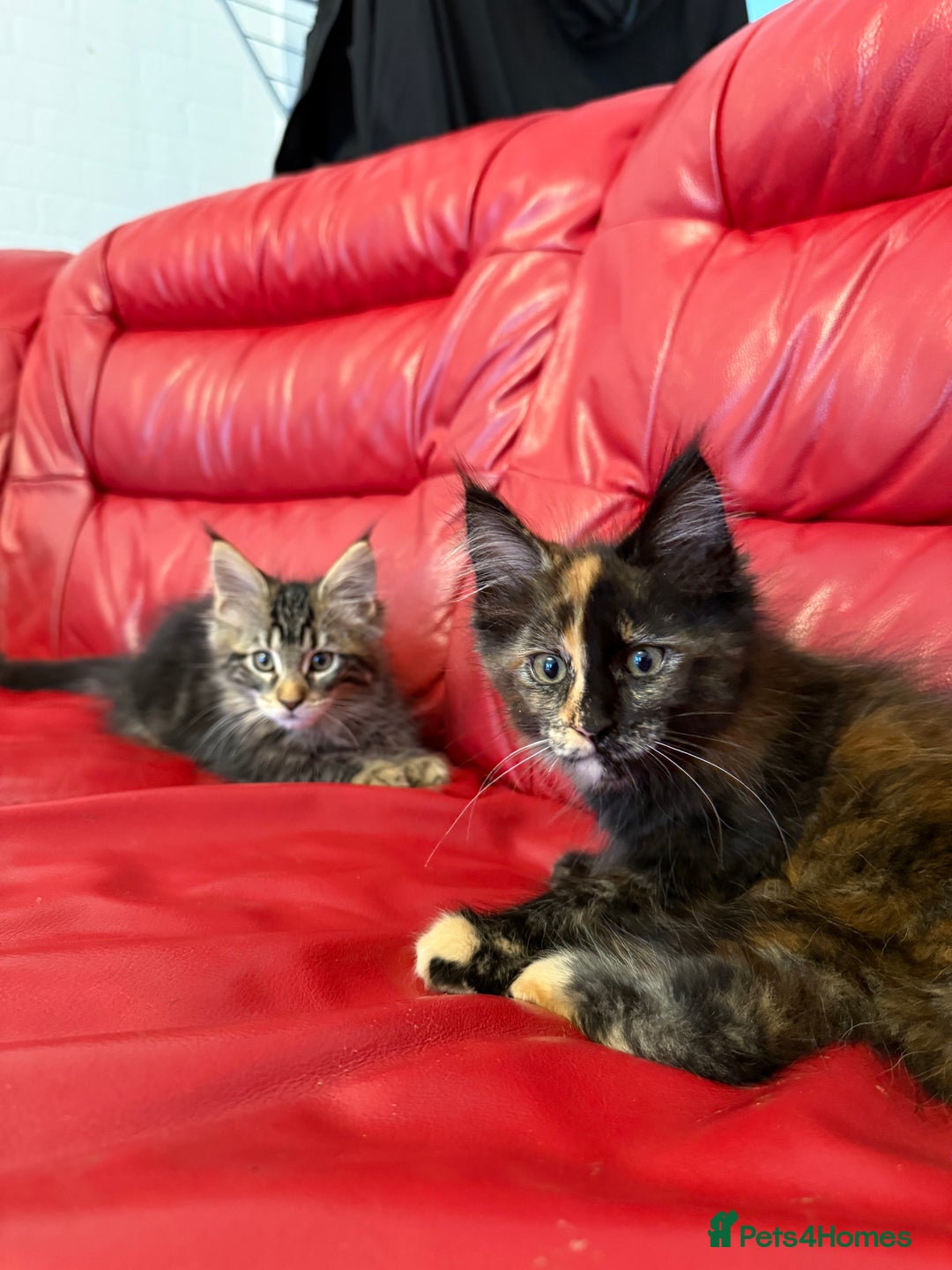 Maine Coon cats for sale: 3 LEFT NOW Purebred Maine Coon Kittens Blackburn - Image 4