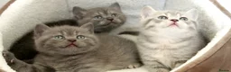 British Shorthair cats for stud: OPUS - GCCF & TICA Registered British Shorthair - Advert 3