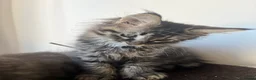 Maine Coon cats for sale: Maine coon kittens for sale - Advert 9