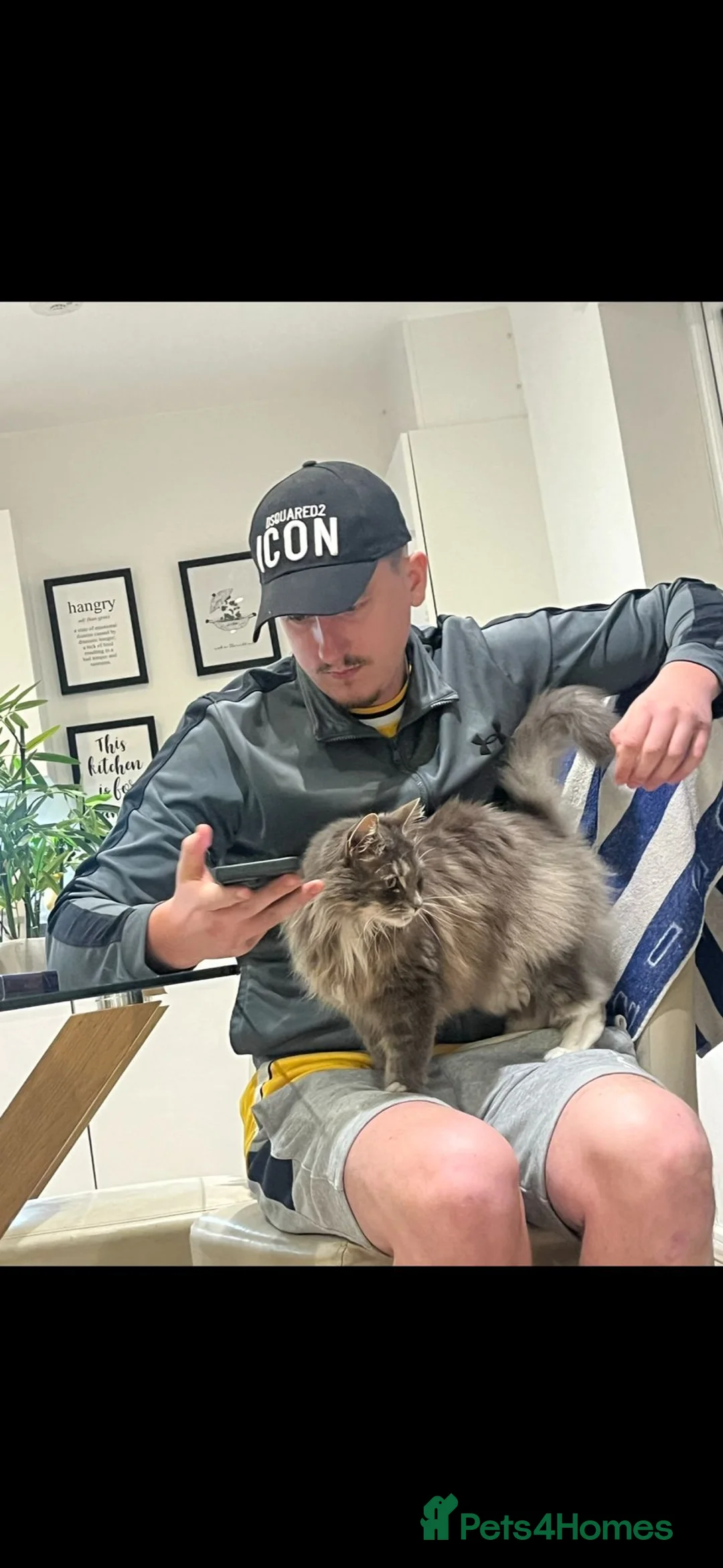 Mixed Breed cats for sale: Maincoon X  - Advert 14