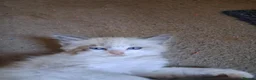 Ragdoll cats for sale: CUTE BLUE C/P RAGDOLL KITTENS  - Advert 6