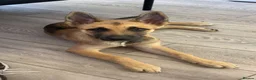 Mixed Breed dogs for sale: GSD CROSS MALI in Harrow - Advert 1
