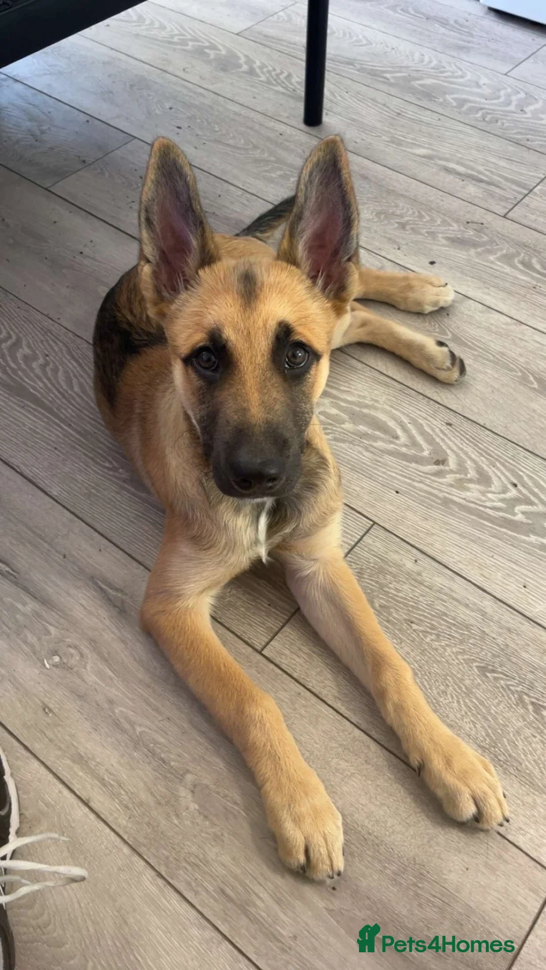 Mixed Breed dogs for sale: GSD CROSS MALI in Harrow - Advert 1