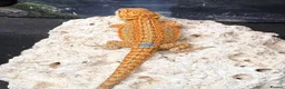 Bearded Dragon reptiles for sale: High Citrus, Tiger , Hypo, GS, Dunner, Trans  - Advert 4