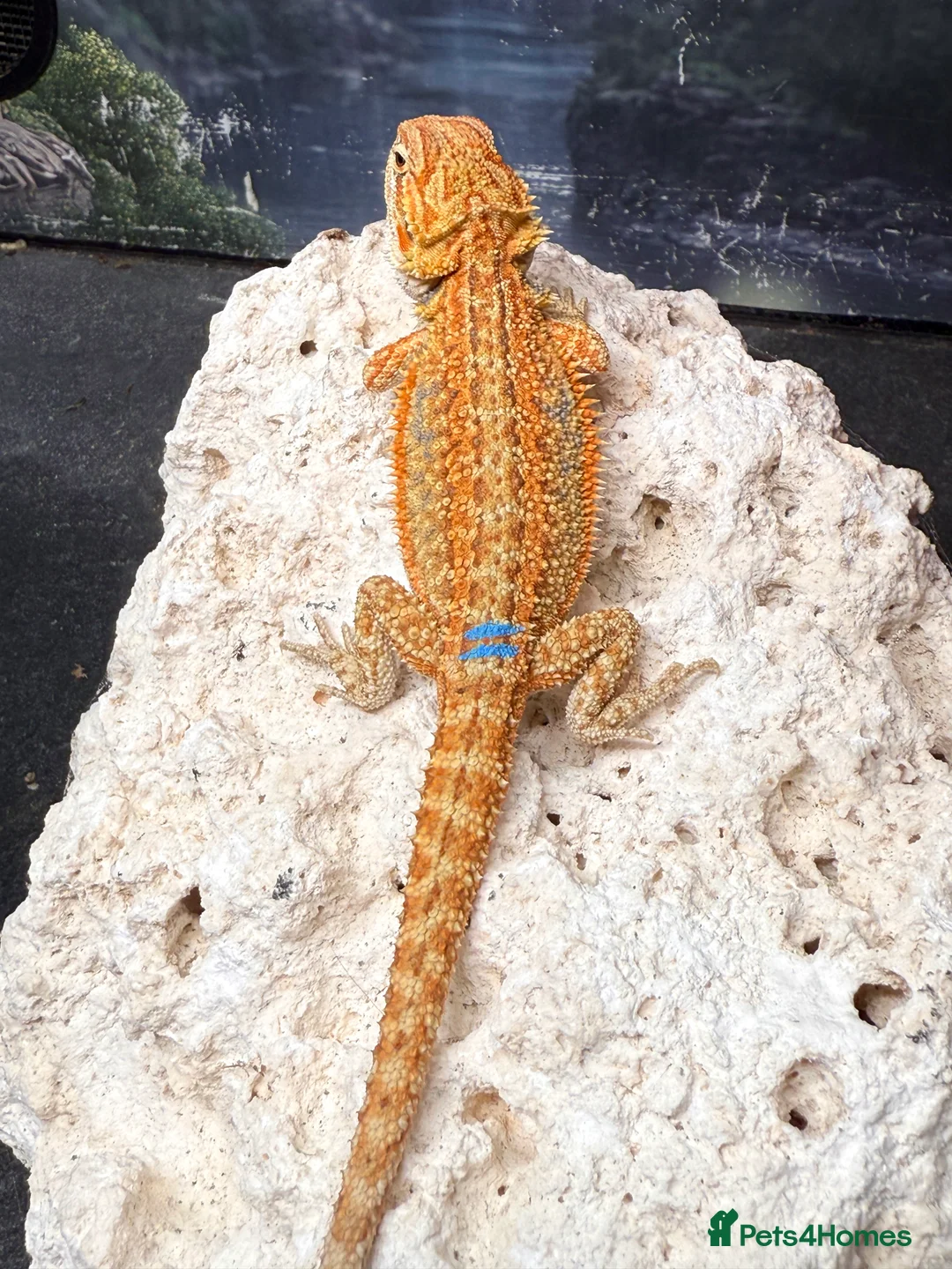 Bearded Dragon reptiles for sale: High Citrus, Tiger , Hypo, GS, Dunner, Trans  - Advert 4