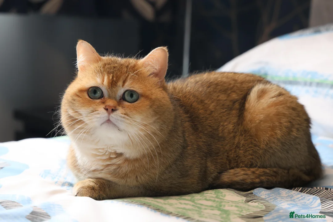 British Shorthair cats for stud: British shorthair Gold Ny12 in Nottingham - Advert 7