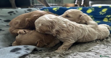 Maltipoo dogs - Advert 2