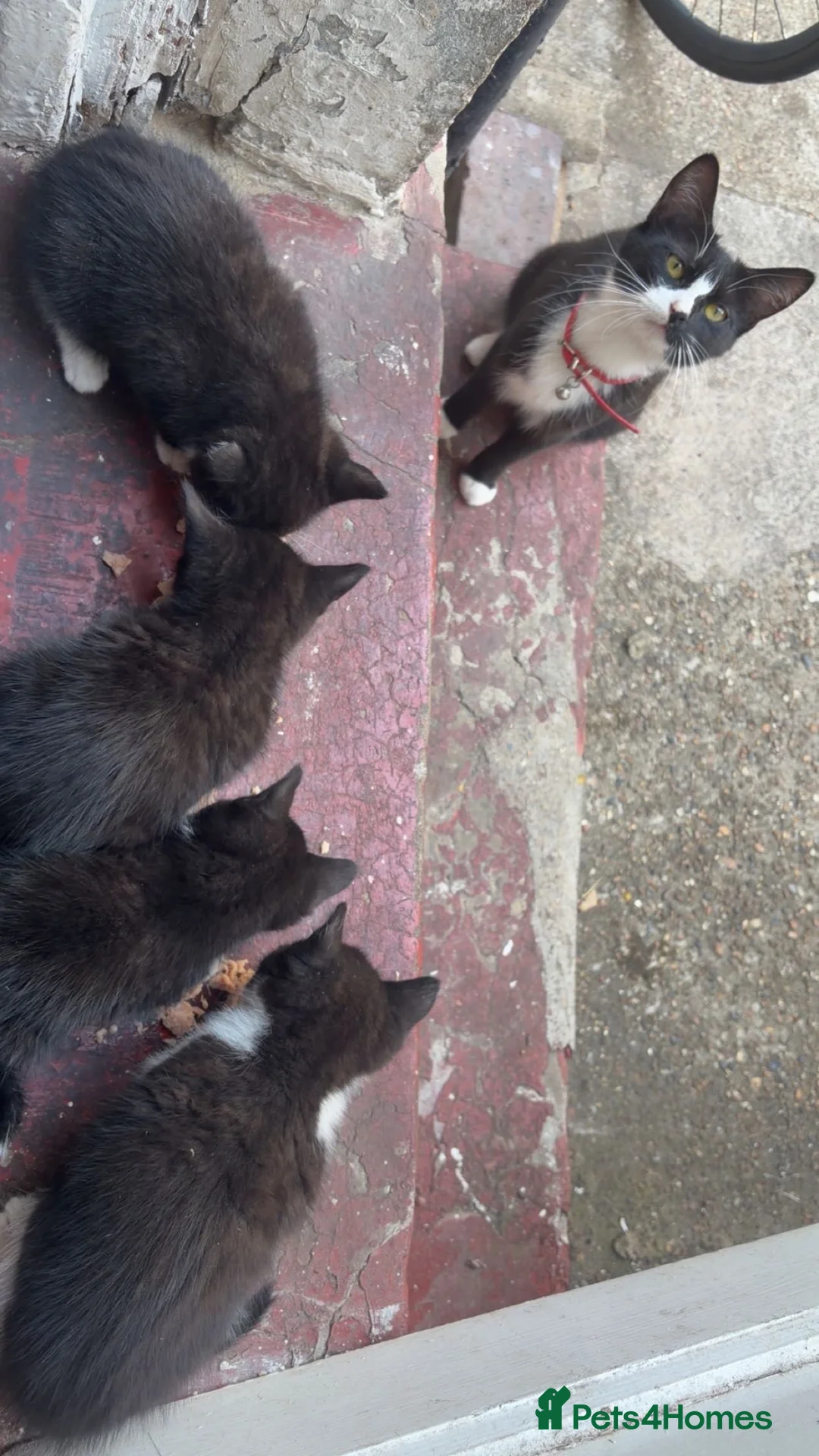 Mixed Breed cats for sale: cute black and white kittens  - Advert 5