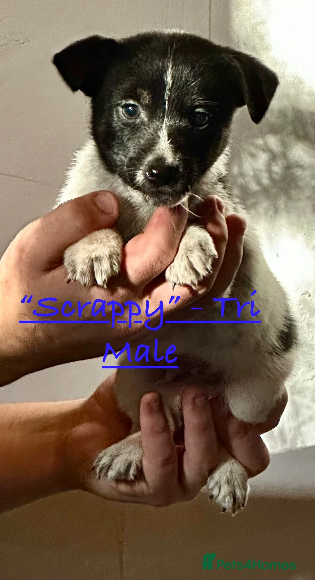 Jack Russell dogs for sale: Superb KC Reg’d Jack Russell Female Pup DNA CLEAR - Advert 12