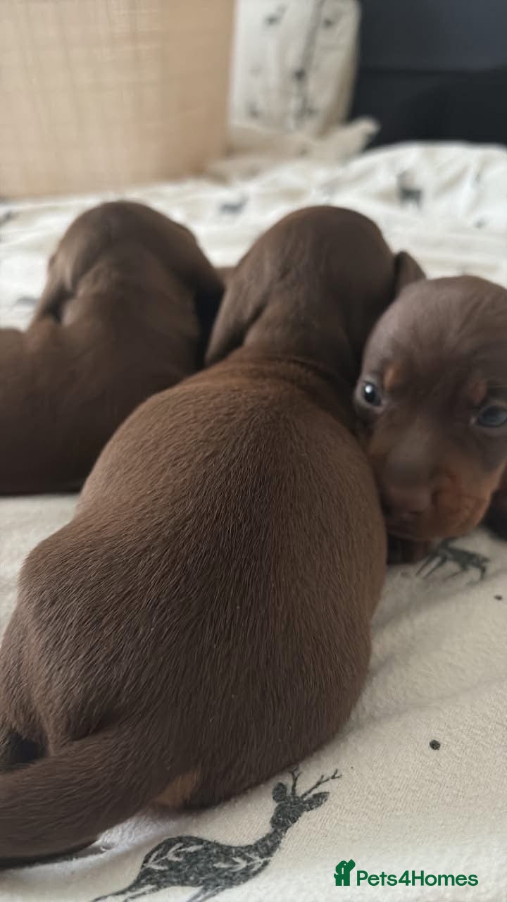 Miniature Dachshund dogs 2 miniature girls available for forever homes - Advert 1