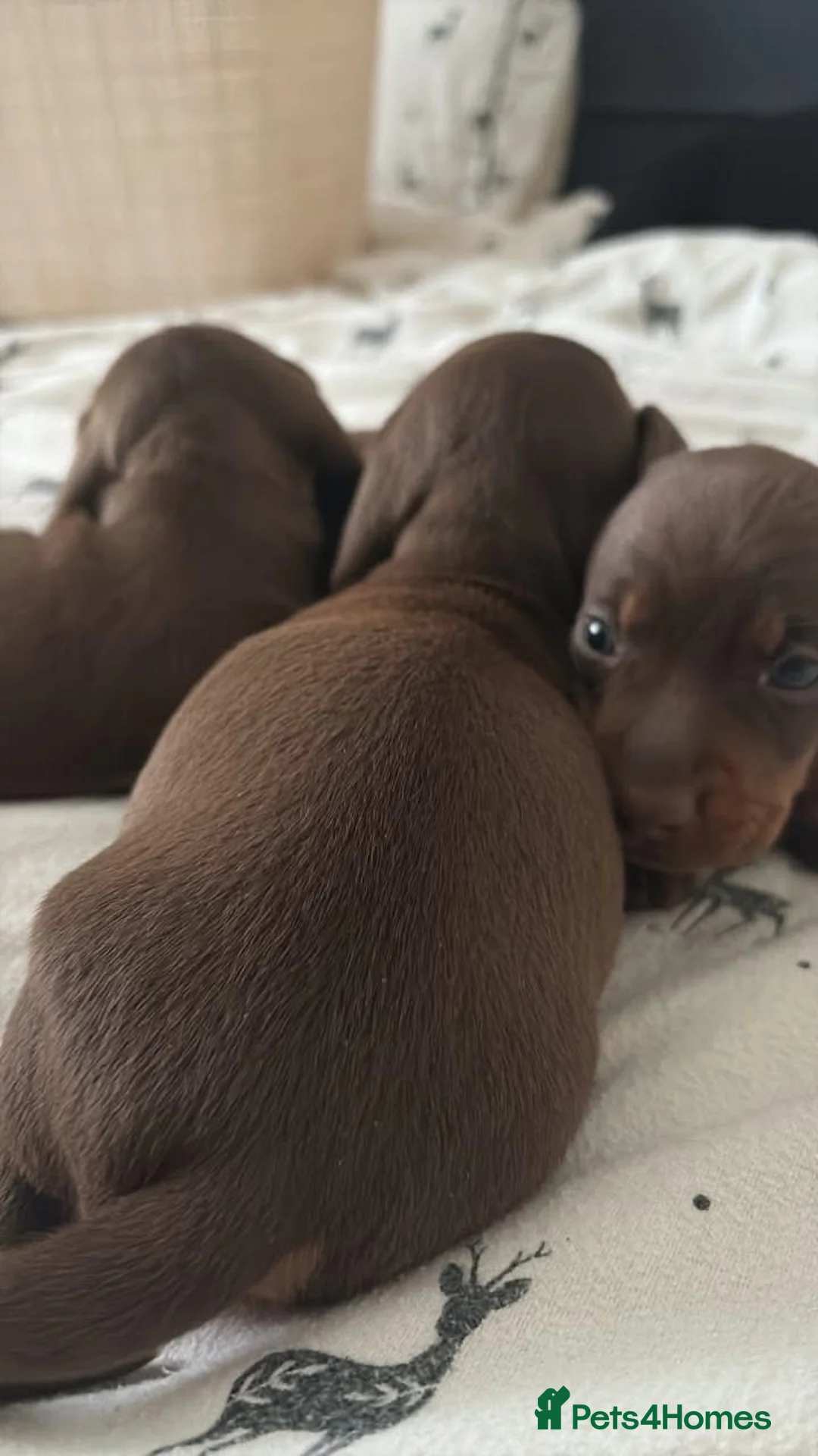 Miniature Dachshund dogs for sale: 2 miniature girls available for forever homes in Southam - Advert 1
