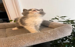 Selkirk Rex cats for sale: Selkirk rex kittens 😻 - Image 31